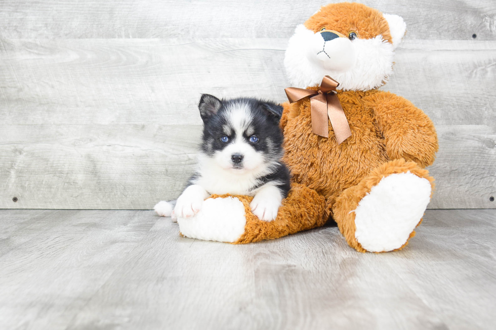 Pomsky Puppy for Adoption