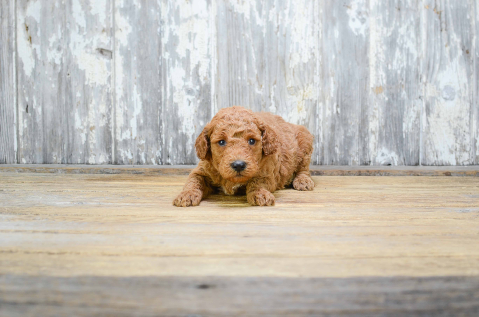 Mini Goldendoodle Puppy for Adoption