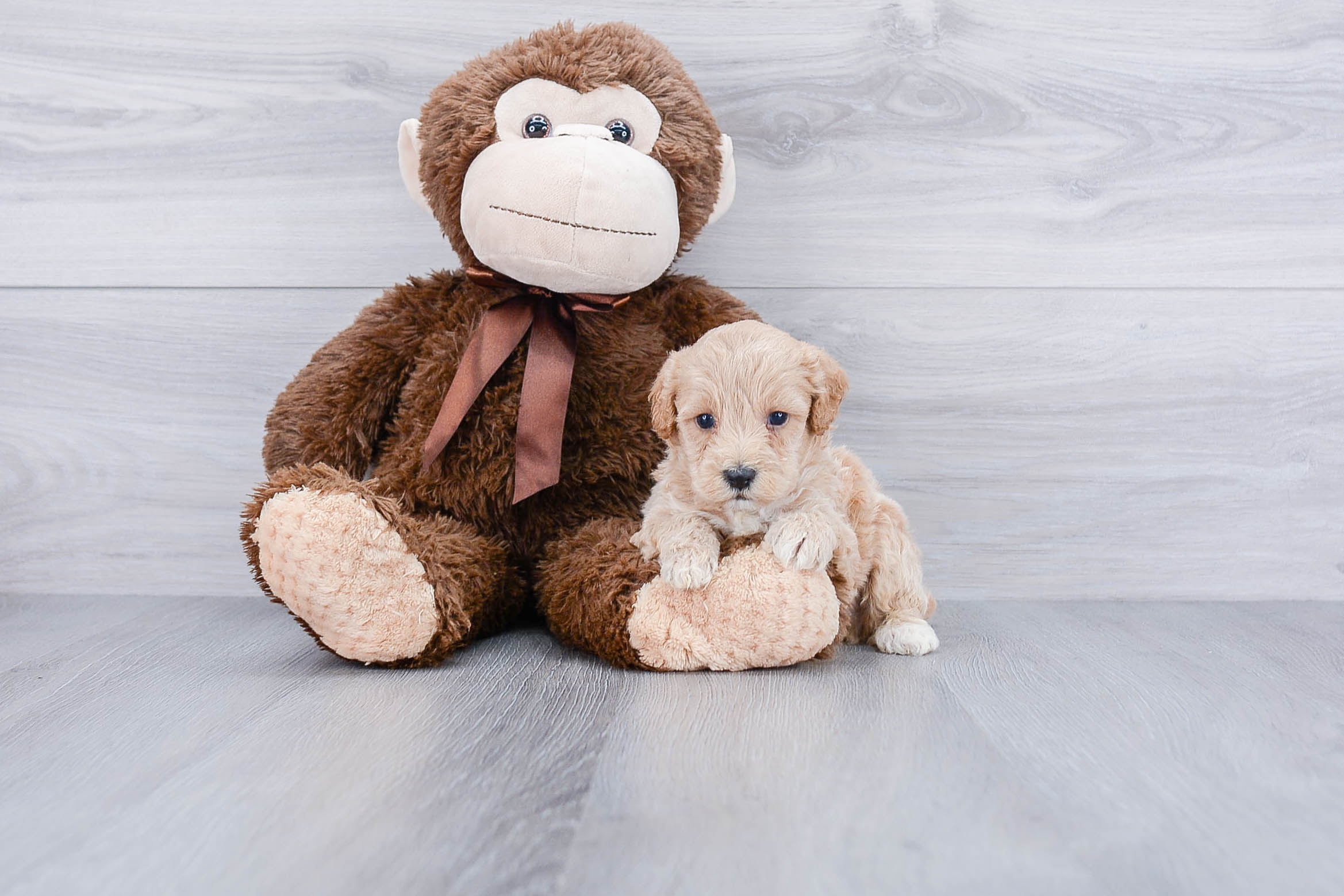 Maltipoo Pup Being Cute