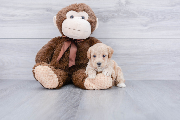 Maltipoo Pup Being Cute