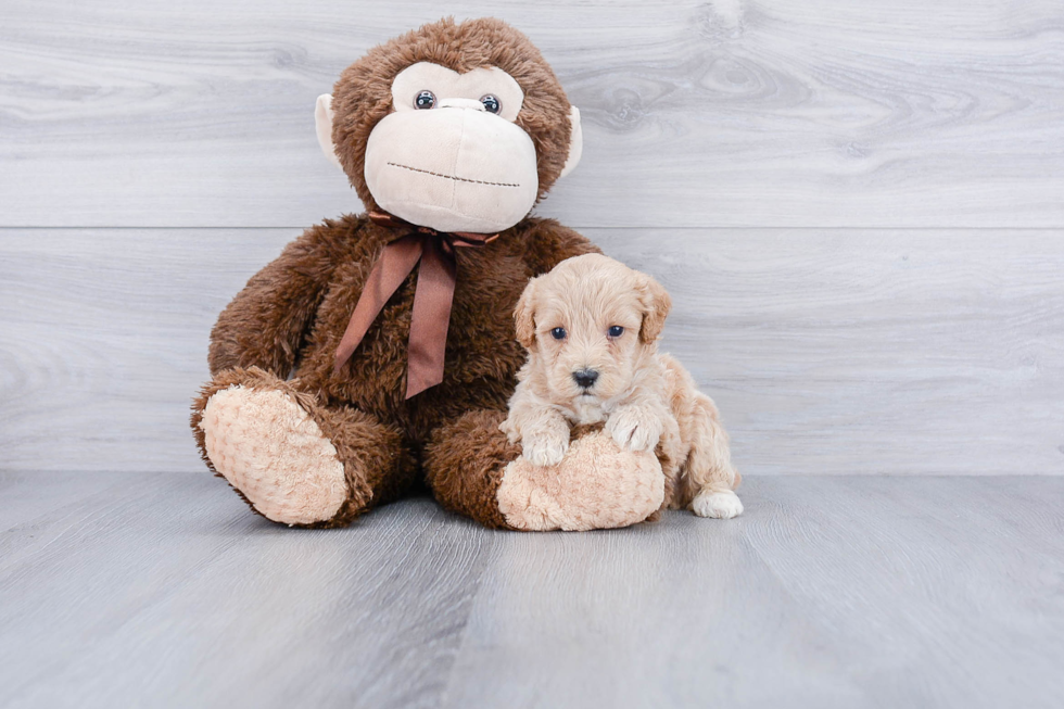 Maltipoo Pup Being Cute