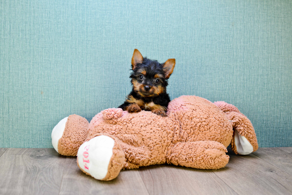 Meet Rascal - our Yorkshire Terrier Puppy Photo 