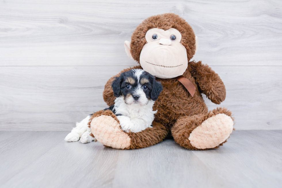 Hypoallergenic Cavoodle Poodle Mix Puppy