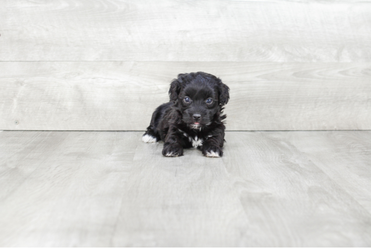 Sweet Havanese Purebred Puppy