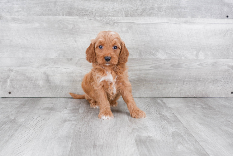 Best Mini Goldendoodle Baby