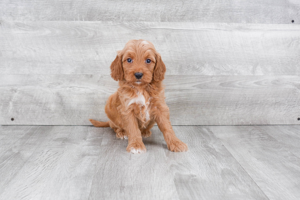 Best Mini Goldendoodle Baby