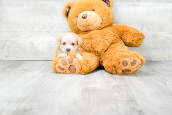 Morkie Pup Being Cute