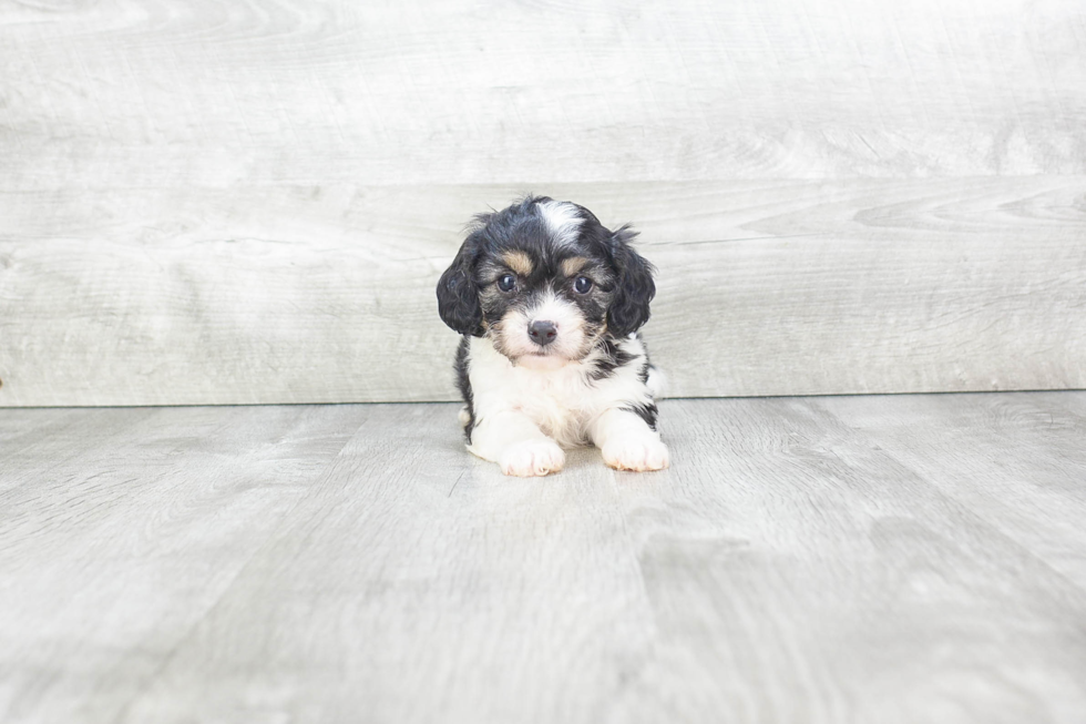 Hypoallergenic Cavalier Designer Puppy