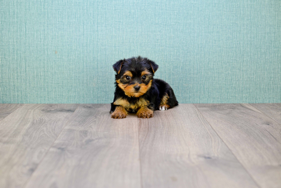 Meet Bella - our Yorkshire Terrier Puppy Photo 