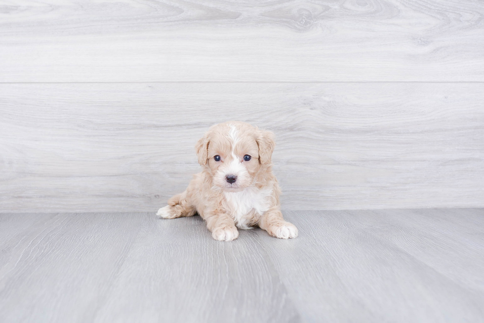 Cavapoo Pup Being Cute