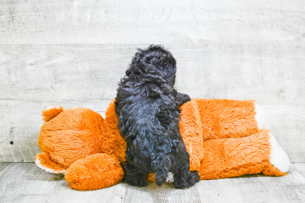 Labradoodle Pup Being Cute