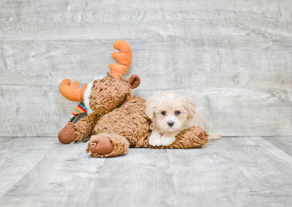 Friendly Maltipoo Baby