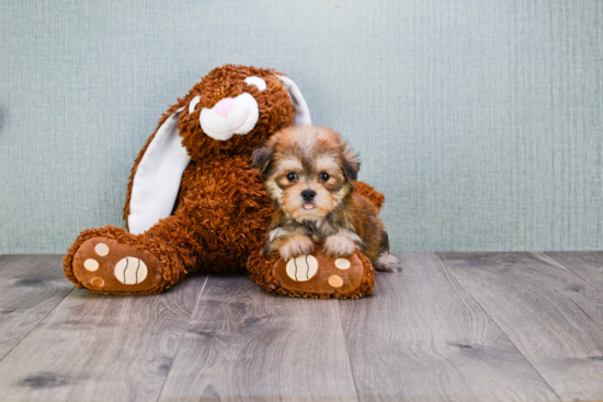 Morkie Pup Being Cute