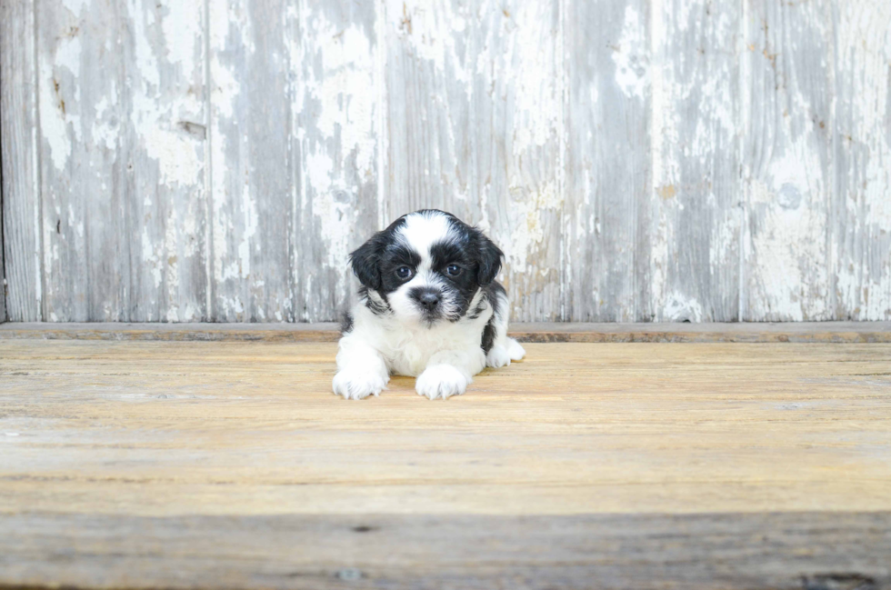 Teddy Bear Pup Being Cute