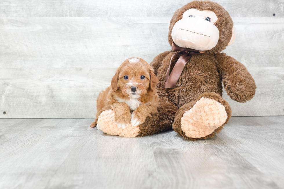 Cavapoo Pup Being Cute