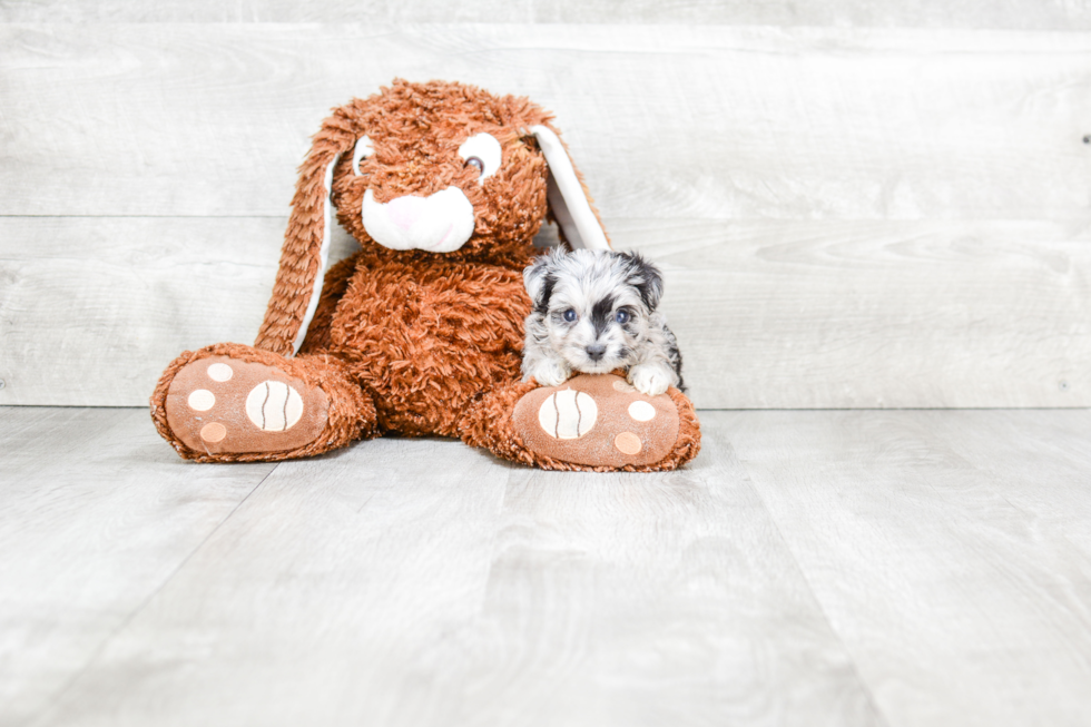 Best Mini Aussiedoodle Baby