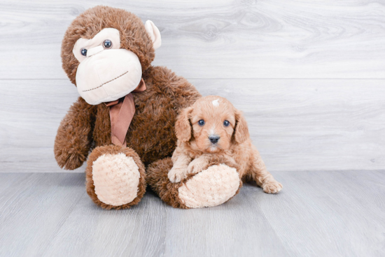 Adorable Cavoodle Poodle Mix Puppy