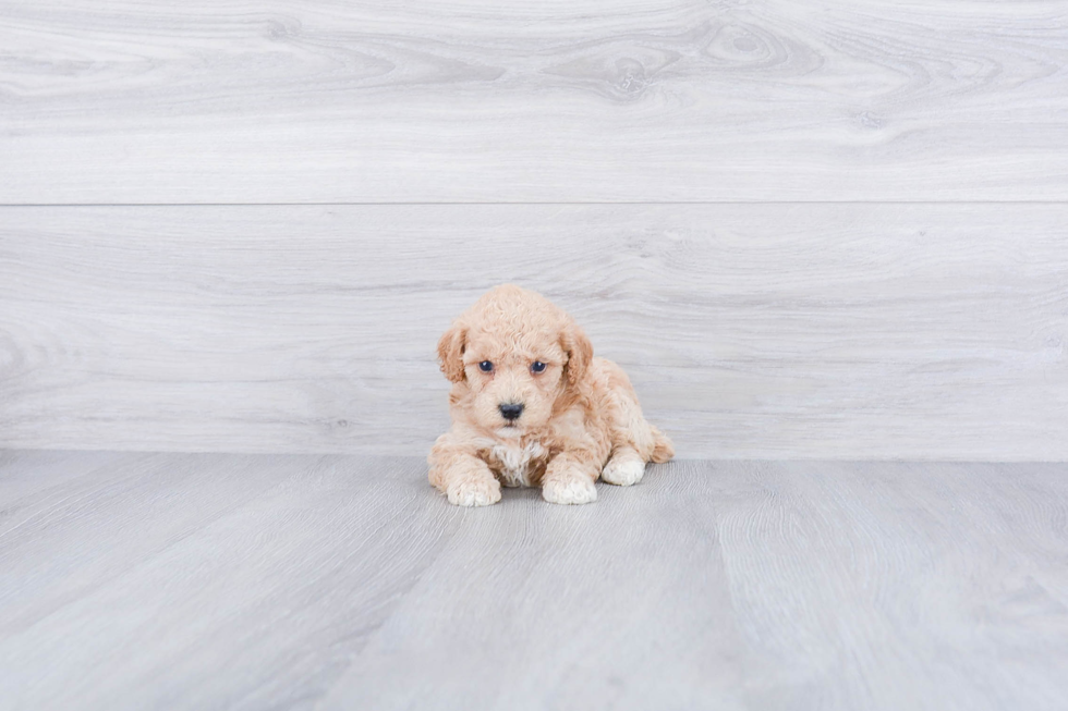 Fluffy Maltipoo Poodle Mix Pup