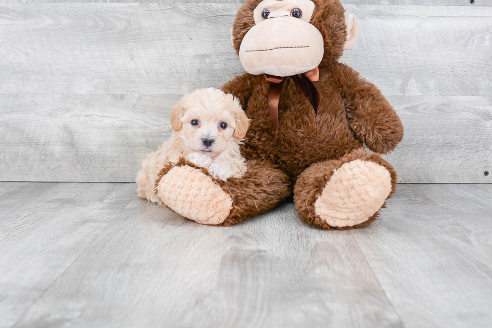 Maltipoo Pup Being Cute