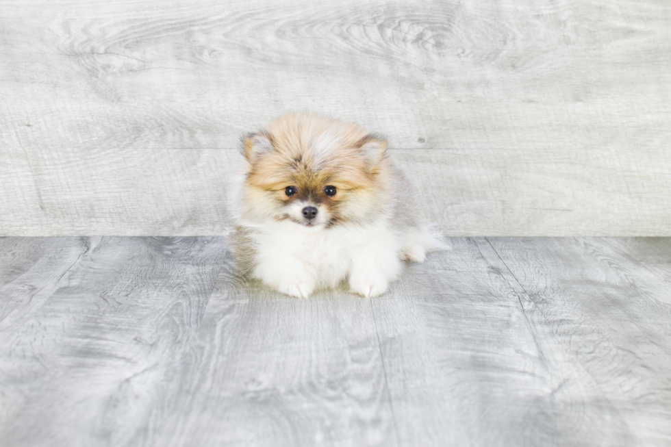 Pomeranian Pup Being Cute