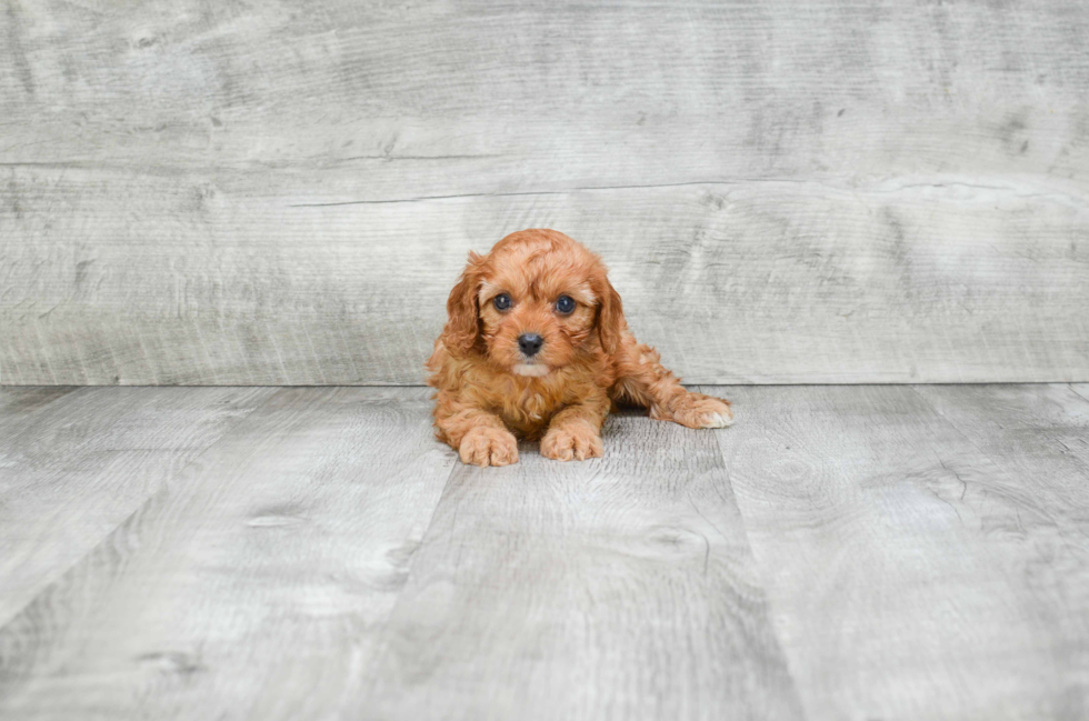 Sweet Cavapoo Baby