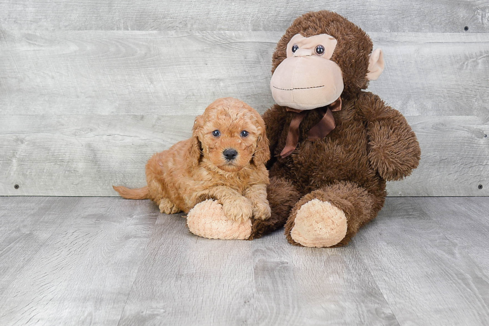 Best Mini Goldendoodle Baby