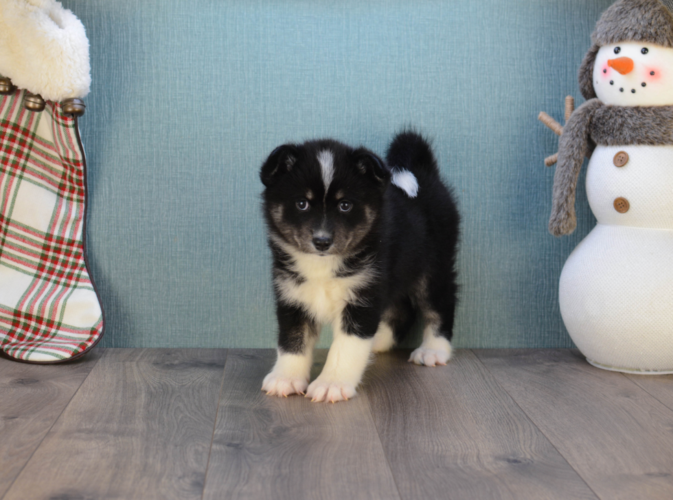 Pomsky Pup Being Cute