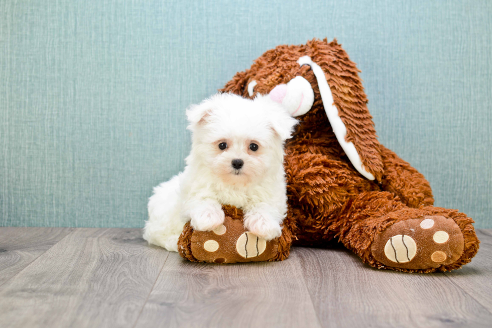 Smart Maltese Purebred Puppy