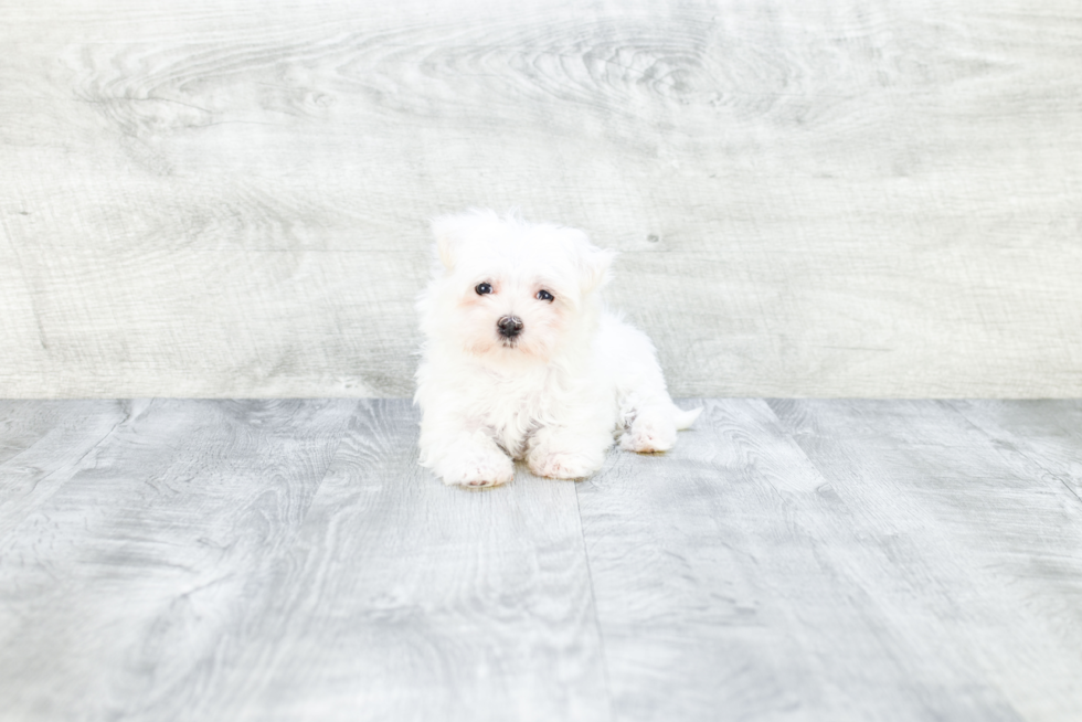 Best Maltese Baby