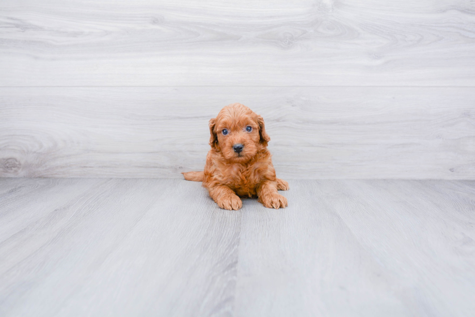 Mini Goldendoodle Puppy for Adoption