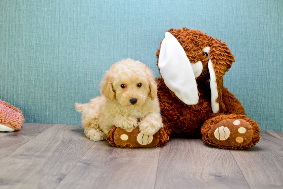 Little Cavoodle Poodle Mix Puppy