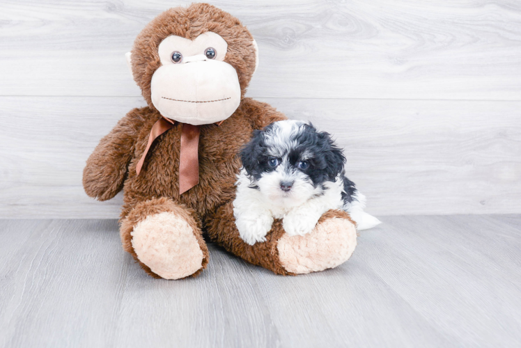 Fluffy Havanese Purebred Puppy