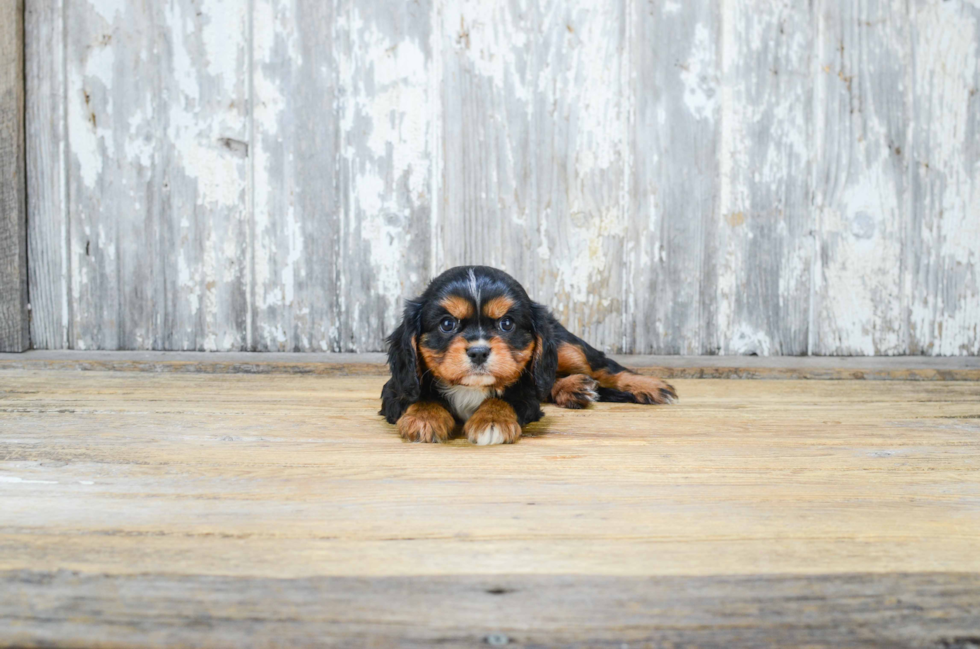 Cute Cavalier King Charles Spaniel Purebred Puppy