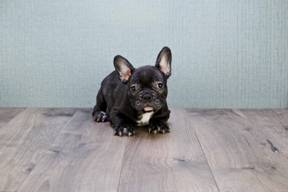 Best French Bulldog Baby