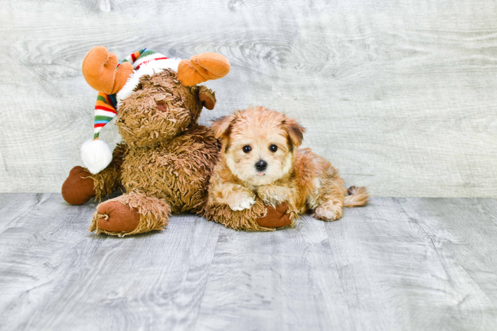 Hypoallergenic Yorkie Designer Puppy