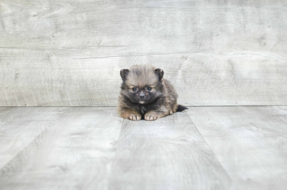 Little Pomeranian Baby