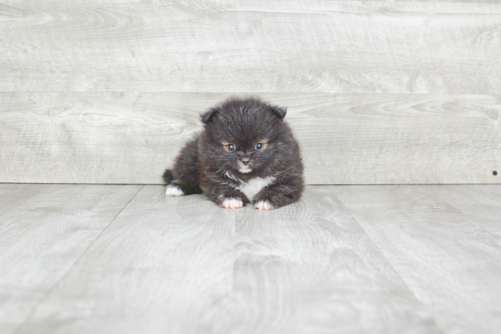 Friendly Pomeranian Purebred Pup