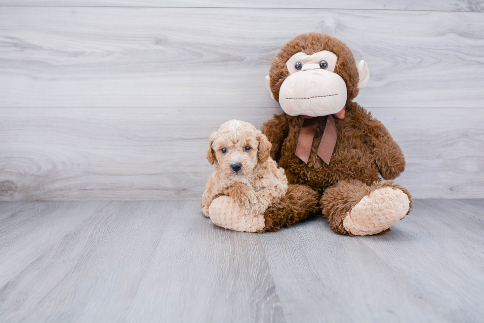 Popular Poodle Baby