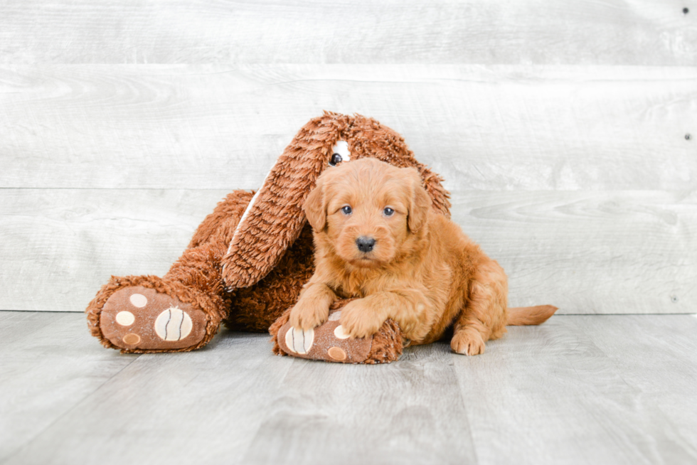 Best Mini Goldendoodle Baby