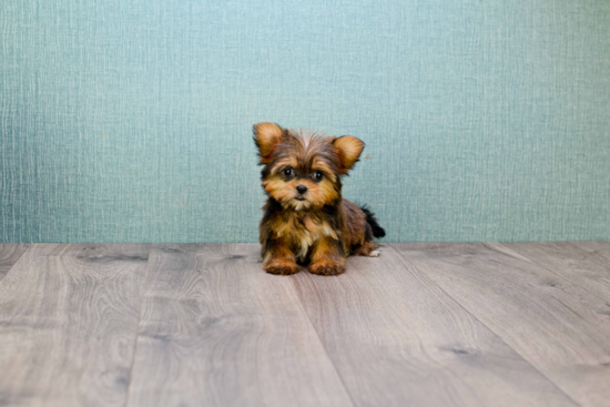 Popular Morkie Designer Pup