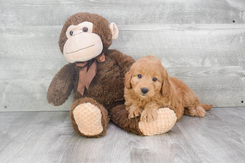 Popular Mini Goldendoodle Poodle Mix Pup