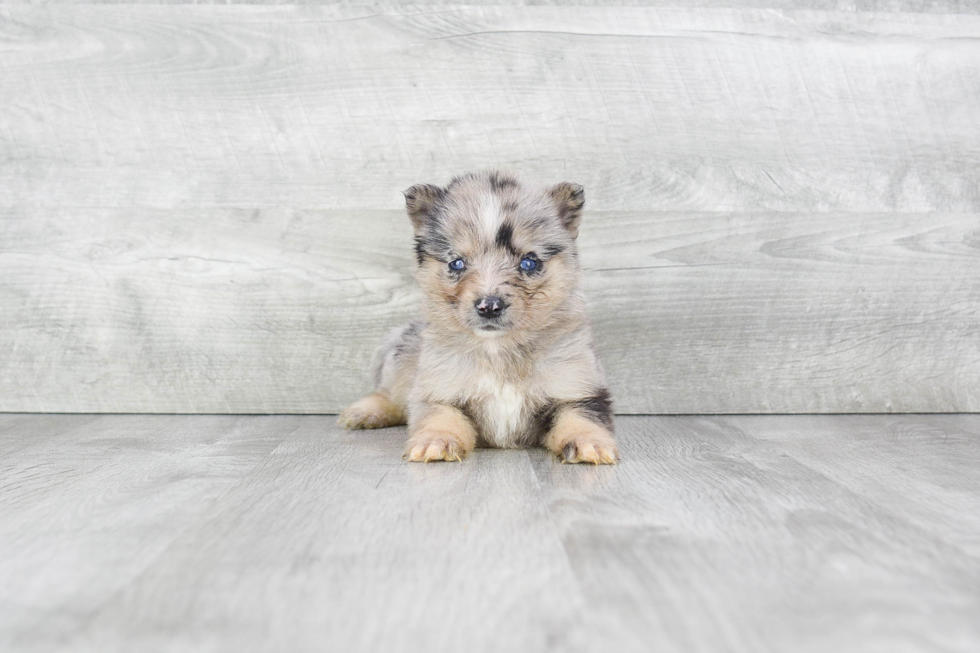 Smart Pomsky Designer Pup