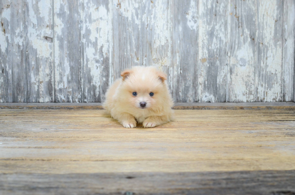 Funny Pomeranian Baby