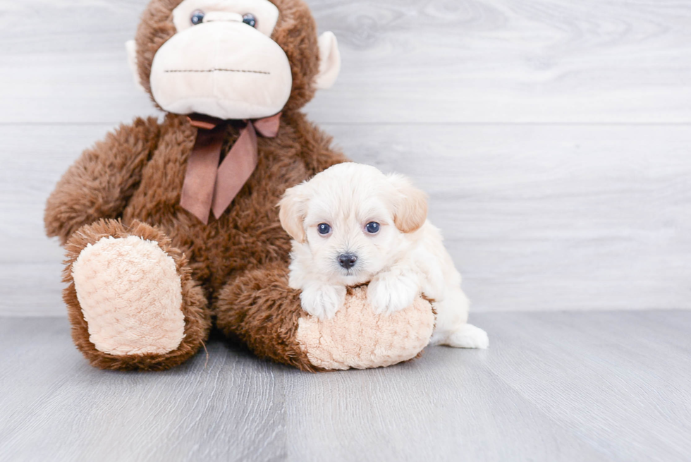 Cute Maltipoo Baby