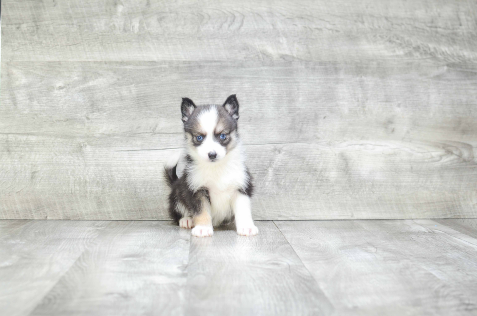 Pomsky Pup Being Cute