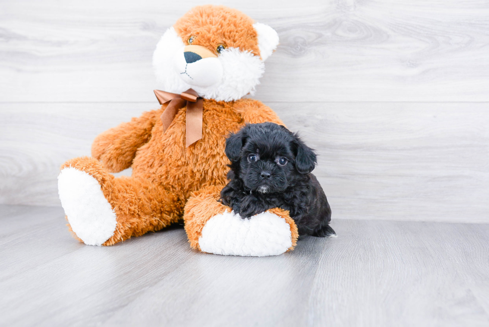 Teddy Bear Puppy for Adoption