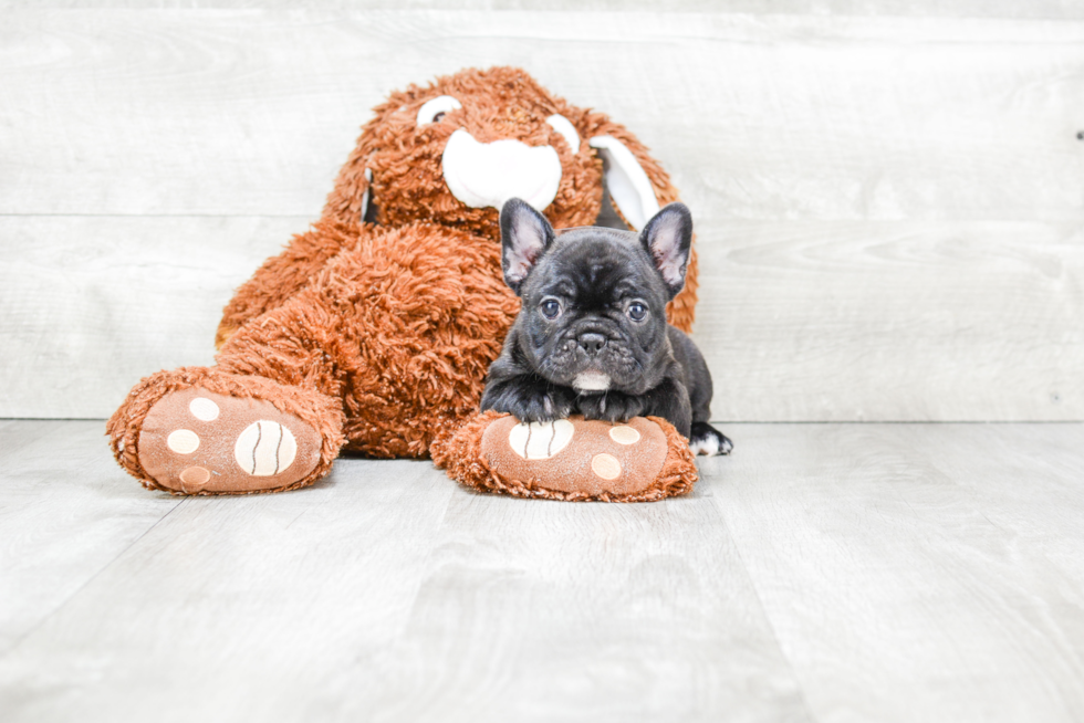 French Bulldog Pup Being Cute