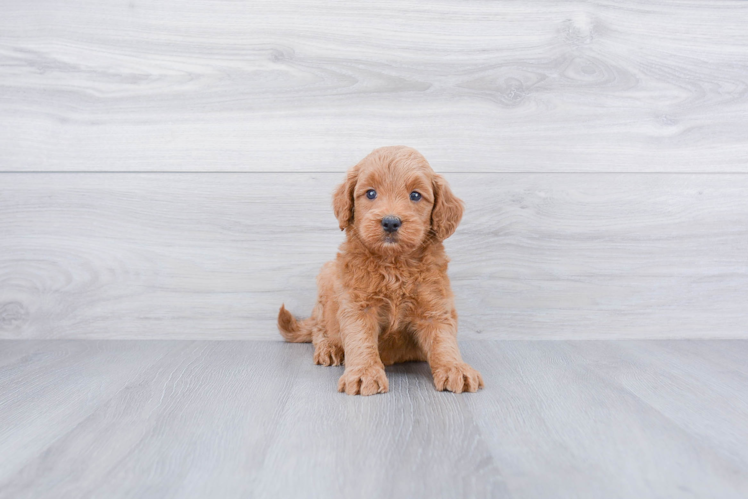 Little Golden Retriever Poodle Mix Puppy