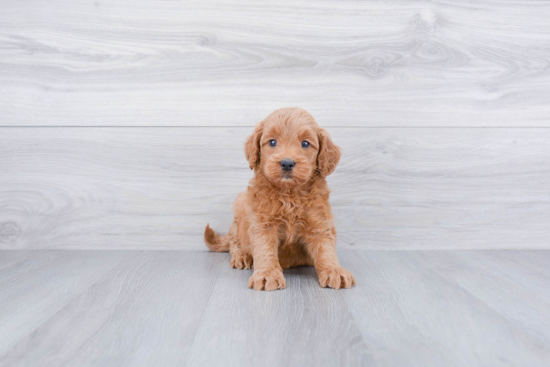 Little Golden Retriever Poodle Mix Puppy