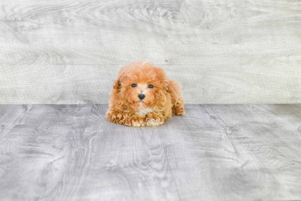 Fluffy Maltipoo Poodle Mix Pup